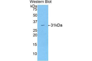 Western Blotting (WB) image for anti-Low Density Lipoprotein Receptor-Related Protein Associated Protein 1 (LRPAP1) (AA 90-342) antibody (ABIN1859711) (LRPAP1 抗体  (AA 90-342))