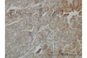 Immunoperoxidase of monoclonal antibody to RP6-213H19. (STK26/MST4 抗体  (AA 1-137))