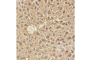 Immunohistochemistry of paraffin embedded mouse liver using Regucalcin (ABIN7075393) at dilution of 1:700 (300x lens) (Regucalcin 抗体)