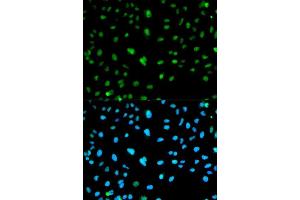 Immunofluorescence (IF) image for anti-Carbonic Anhydrase III (CA3) (AA 1-260) antibody (ABIN3021739) (CA3 抗体  (AA 1-260))