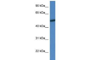 WB Suggested Anti-Mapk10 Antibody Titration: 1. (MAPK10 抗体  (N-Term))