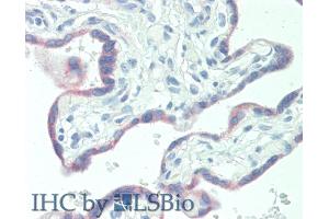 Detection of KISS1 in Human Placenta Tissue using Polyclonal Antibody to Kisspeptin 1 (KISS1) (KISS1 抗体  (AA 20-138))