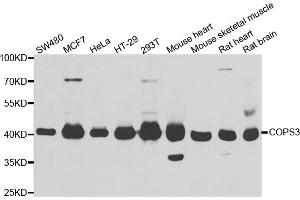 Western blot analysis of extracts of various cell lines, using COPS3 antibody (ABIN5974222) at 1/1000 dilution. (COPS3 抗体)