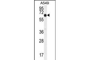 ELL Antibody (C-term) (ABIN654130 and ABIN2844004) western blot analysis in A549 cell line lysates (35 μg/lane). (ELL 抗体  (C-Term))