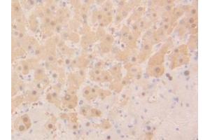 Immunohistochemistry (IHC) image for anti-Glutathione S-Transferase alpha 2 (GSTa2) (AA 1-222) antibody (ABIN7434407)