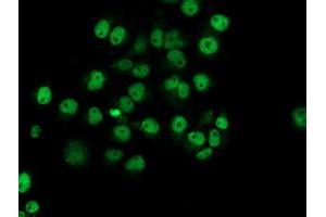 Anti-NUBPL mouse monoclonal antibody (ABIN2455164) immunofluorescent staining of COS7 cells transiently transfected by pCMV6-ENTRY NUBPL (RC204385). (NUBPL 抗体  (AA 1-250))