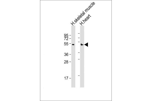 RHBDL1 antibody  (AA 148-182)