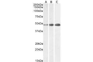 Western Blotting (WB) image for anti-Glial Fibrillary Acidic Protein (GFAP) (C-Term) antibody (ABIN185730)