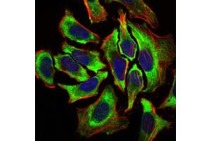 Immunofluorescence analysis of over-expressed DDDDK-tagged protein in HeLa cells using DDDDK antibody (green). (DDDDK Tag 抗体)