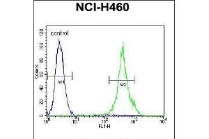 Flow cytometric analysis of NCI-H460 cells (right histogram) compared to a negative control cell (left histogram). (MAML1 抗体  (AA 198-225))
