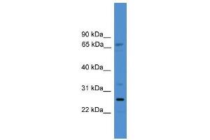 SLC13A3 antibody used at 0.