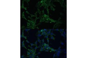 Immunofluorescence (IF) image for anti-Calcium Modulating Ligand (CAMLG) (AA 1-190) antibody (ABIN6137896)