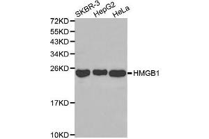 Western blot analysis of extracts of various cell lines, using HMGB1 antibody (ABIN3059694). (HMGB1 抗体)