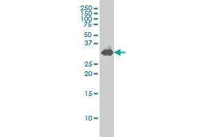 Western Blotting (WB) image for anti-Syntaxin 1A (Brain) (STX1A) (AA 1-251) antibody (ABIN563058)