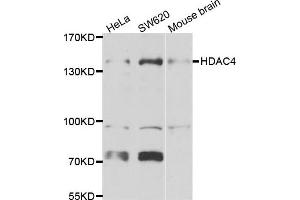 Western blot analysis of extracts of various cell lines, using HDAC4 antibody. (HDAC4 抗体)