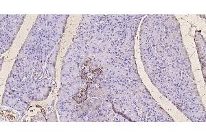 Paraformaldehyde-fixed, paraffin embedded Mouse pancreas; Antigen retrieval by boiling in sodium citrate buffer (pH6. (GLP-1 抗体  (AA 1-31))