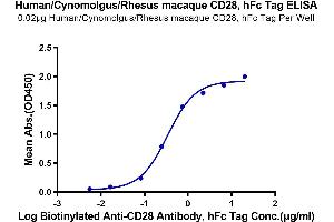 CD28 (CD28) (AA 19-152) protein (Fc Tag)