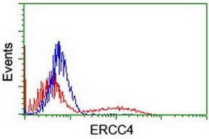 HEK293T cells transfected with either RC223300 overexpress plasmid (Red) or empty vector control plasmid (Blue) were immunostained by anti-ERCC4 antibody (ABIN2454840), and then analyzed by flow cytometry. (ERCC4 抗体)
