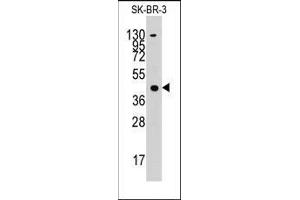 Western blot analysis of anti-ACAT1 Pab in SK-BR-3 cell line lysates (35ug/lane).