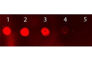 Dot Blot of Sheep IgG Antibody Fluorescein Conjugated. (驴 anti-绵羊 IgG (Heavy & Light Chain) Antibody (FITC) - Preadsorbed)