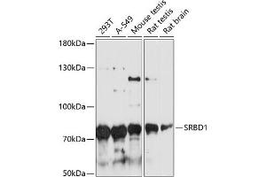 Western blot analysis of extracts of various cell lines, using SRBD1 antibody (ABIN6128690, ABIN6148426, ABIN6148427 and ABIN6217143) at 1:3000 dilution. (SRBD1 抗体  (AA 330-600))