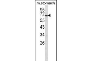 Western blot analysis of GLIS1 Antibody (N-term) (ABIN652826 and ABIN2842538) in mouse stomach tissue lysates (35 μg/lane). (GLIS1 抗体  (N-Term))