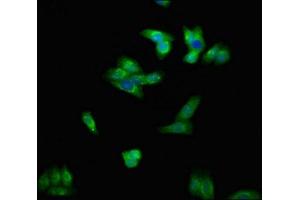 Immunofluorescent analysis of HepG2 cells using ABIN7151385 at dilution of 1:100 and Alexa Fluor 488-congugated AffiniPure Goat Anti-Rabbit IgG(H+L) (ENPP1 抗体  (AA 1-75))