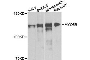 Western blot analysis of extracts of various cell lines, using MYO5B antibody. (MYO5B 抗体  (AA 1440-1690))