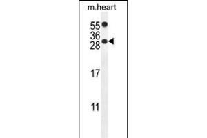 R14C Antibody (C-term) (ABIN654110 and ABIN2843992) western blot analysis in mouse heart tissue lysates (35 μg/lane). (PPP1R14C 抗体  (C-Term))