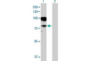 Western Blot analysis of ASCC2 expression in transfected 293T cell line by ASCC2 MaxPab polyclonal antibody. (ASCC2 抗体  (AA 1-757))