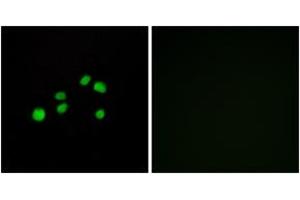 Immunofluorescence (IF) image for anti-Collagen, Type XXIII, alpha 1 (COL23A1) (AA 461-510) antibody (ABIN1534361)
