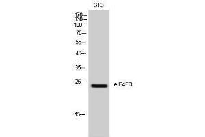 Western Blotting (WB) image for anti-Eukaryotic Translation Initiation Factor 4E Family Member 3 (EIF4E3) (Internal Region) antibody (ABIN3174912) (EIF4E3 抗体  (Internal Region))