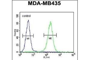 TTLL13 Antibody (Center) (ABIN655432 and ABIN2844968) flow cytometric analysis of MDA-M cells (right histogram) compared to a negative control cell (left histogram).