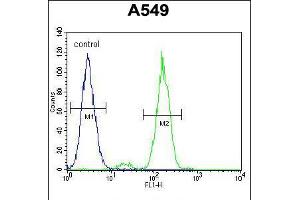 Flow cytometric analysis of A549 cells (right histogram) compared to a negative control cell (left histogram). (FAK 抗体  (AA 557-587))