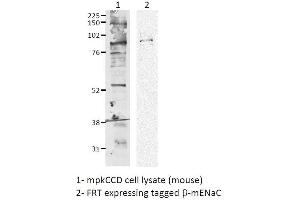 Western Blotting (WB) image for anti-Sodium Channel, Nonvoltage-Gated 1 alpha (SCNN1A) (AA 617-638) antibody (ABIN863203)