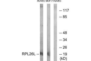 Western Blotting (WB) image for anti-RPL26L (RPL26L) (C-Term) antibody (ABIN1850620) (RPL26L 抗体  (C-Term))