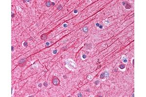 Anti-TUBA1 / Tubulin Alpha 1 antibody IHC of human brain, cortex. (alpha Tubulin 抗体  (AA 427-441))