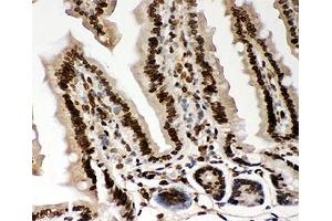 IHC-P testing of mouse intestine tissue. (Lamin A/C 抗体  (AA 481-646))