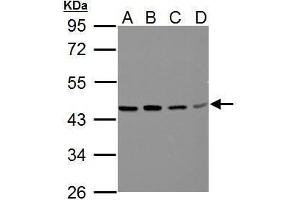 WB Image Sample (30 ug of whole cell lysate) A: A549 B: H1299 C: HCT116 D: MCF-7 10% SDS PAGE antibody diluted at 1:500 (BCAT2 抗体  (Center))