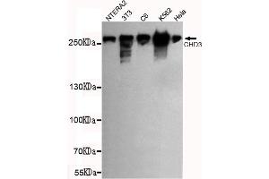 Western blot detection of CHD3 (C-terminus) in NTERA2,3T3,C6,K562 and Hela cell lysates using CHD3 (C-terminus) mouse mAb (1:1000 diluted). (CHD3 抗体  (C-Term))
