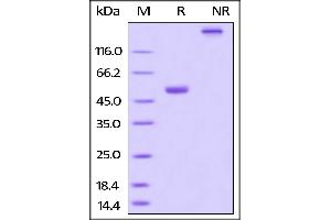 Biotinylated Human BAFF, Fc Tag on SDS-PAGE under reducing (R) and no-reducing (NR) conditions.