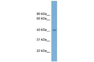 WB Suggested Anti-CGRRF1 Antibody Titration:  0. (CGR19 抗体  (Middle Region))