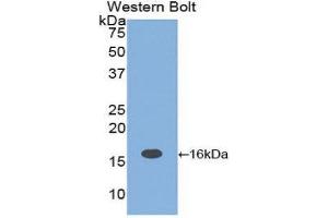 Western Blotting (WB) image for anti-Interleukin 16 (IL16) (AA 1204-1323) antibody (ABIN1859348) (IL16 抗体  (AA 1204-1323))