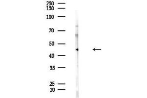 Western blot analysis of lysates from HepG2 cells(LPS, 4h treatment), using C Antibody at 1/1000 dilution.