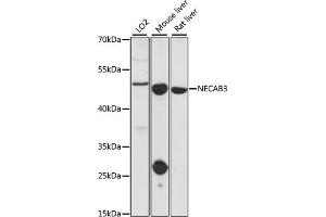 Western blot analysis of extracts of various cell lines, using NECAB3 antibody. (NECAB3 抗体)