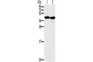 Western Blotting (WB) image for anti-Mortality Factor 4 Like 1 (MORF4L1) antibody (ABIN2427159) (MORF4L1 抗体)