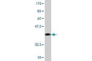 Western Blot detection against Immunogen (37. (GPR84 抗体  (AA 208-316))