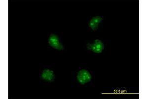 Immunofluorescence of purified MaxPab antibody to SNIP1 on HeLa cell. (SNIP1 抗体  (AA 1-396))