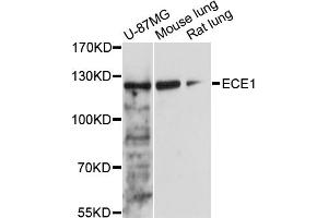 Western blot analysis of extracts of various cell lines, using ECE1 antibody (ABIN5973286) at 1/1000 dilution. (ECE1 抗体)