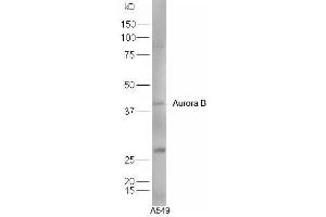 Human A549 cell lysates probed with Rabbit Anti-Aurora A+B+C Polyclonal Antibody, Unconjugated  at 1:5000 for 90 min at 37˚C. (Aurora A+B+C (AA 51-150) 抗体)